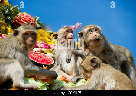 Nov. 28, 2010 - Lopburi, Thailandia - scimmie piace mangiare dalla piramide fatta di frutta durante l annuale 'Monkey buffet festival' presso il Phra Prang Sam Yod (tre creste Phra Prang) in Lopburi provincia. Il festival si tiene ogni anno l'ultima domenica di novembre per promuovere il turismo. (Credito immagine: Foto Stock