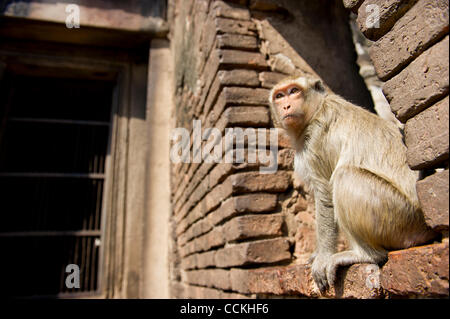 Nov. 28, 2010 - Lopburi, Thailandia - Una scimmia si siede di fronte al Phra Prang Sam Yod (tre creste Phra Prang) durante l annuale 'Monkey buffet festival' in Lopburi provincia. Il festival si tiene ogni anno l'ultima domenica di novembre per promuovere il turismo. (Credito Immagine: © Natthawat Wongrat/ZUMAP Foto Stock