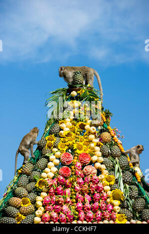 Nov. 28, 2010 - Lopburi, Thailandia - scimmie salita una piramide fatta di frutta durante l annuale 'Monkey buffet festival' presso il Phra Prang Sam Yod (tre creste Phra Prang) in Lopburi provincia. Il festival si tiene ogni anno l'ultima domenica di novembre per promuovere il turismo. (Credito Immagine: © Natthawa Foto Stock