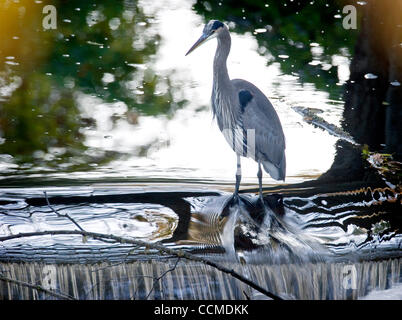 Nov. 2, 2010 - Roseburg, Oregon, Stati Uniti - un grande airone cenerino dà la caccia alla sommità di una piccola cascata su Deer Creek in Roseburg. L'airone blu è la più grande specie di aironi in Nord America. Si nutrono principalmente di pesce, ma sono anche sapere a preda di gamberetti, granchi, insetti, roditori, piccoli mammiferi, amp Foto Stock