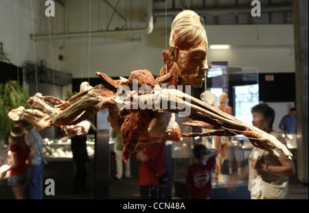 Agosto 10, 2004; Los Angeles, CA, Stati Uniti d'America; i visitatori visualizzare il corpo mondi presentano visualizzato in California Science Center, la più grande mostra itinerante mai coprendo 20,000 piedi quadrati. Fino a poco tempo fa il privilegio di visualizzazione di cadaveri e l umana bodys interno è stato limitato agli studenti di medicina Foto Stock