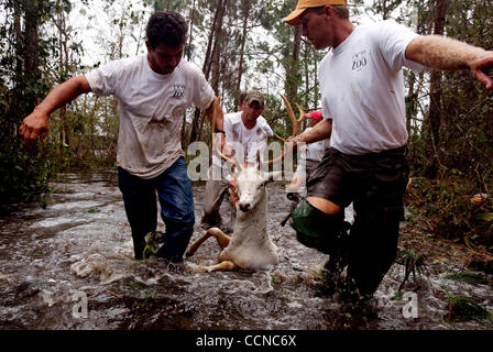 Sep 16, 2004; Gulf Shores, AL, STATI UNITI D'AMERICA; Zoo dipendenti, Rusty Gilbert, Adrian Tannler e Brad Johnson, cattura un asiatico maggese buck scampati dalla Alabama Gulf Coast Zoo dopo l uragano Ivan causato gravi inondazioni lungo la costa in Gulf Shores, Alabama. Inondazioni in Gulf Shores è fino a 12 ft Foto Stock