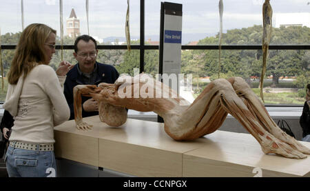 Nov 22, 2004; Los Angeles, CA, Stati Uniti d'America; i visitatori dare una buona occhiata al più tardi plastination anatomica aggiunto al corpo presentano mondi mostra presso il California Science Center oggi lunedì 22 2004. Questa nuova generazione di plastinates sarà presentato in anteprima a un pubblico costituito da corpo mondi Foto Stock