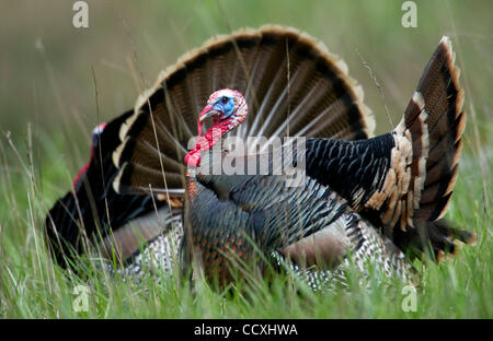 Apr 14, 2010 - Glide, Oregon, Stati Uniti d'America - Due maschi tacchini selvatici visualizza il loro piumaggio in un pascolo rurale vicino a Glide, Oregon. (Credito Immagine: © Robin Loznak/ZUMA Press) Foto Stock