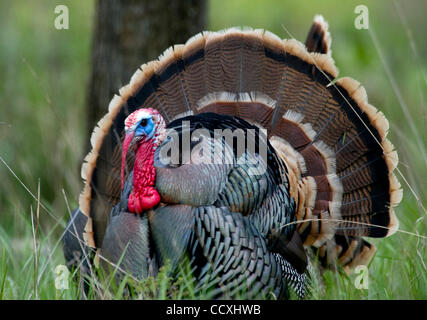 Apr 14, 2010 - Glide, Oregon, Stati Uniti d'America - un maschio il tacchino selvatico visualizza il suo piumaggio in un pascolo rurale vicino a Glide, Oregon. (Credito Immagine: © Robin Loznak/ZUMA Press) Foto Stock