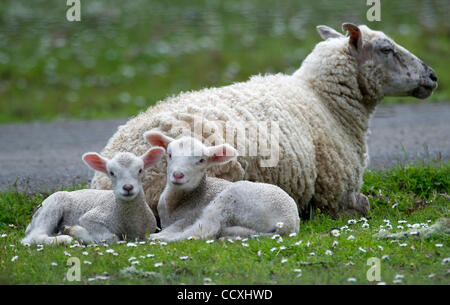 Apr 14, 2010 - Glide, Oregon, Stati Uniti d'America - un premio per pecora e per i suoi agnelli rilassarsi in un pascolo rurale vicino a Glide, Oregon. (Credito Immagine: © Robin Loznak/ZUMA Press) Foto Stock