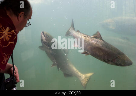 Apr 26, 2010 - Roseburg, Oregon, Stati Uniti d'America - molla grande Salmone Chinook sono visto attraverso il vetro di visualizzazione al Winchester diga scala di pesce sulla North Umpqua River vicino Roseburg. La scala di pesce consente il oceaniche salmone per bypassare il Winchester diga sul loro modo a monte per deporre le uova in acqua dolce. Foto Stock
