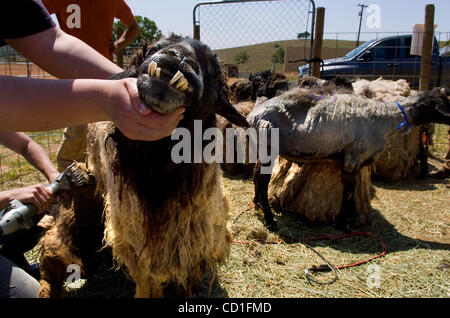 Un volontario mantiene una testa di pecora costante come ulteriore cesoia il suo vello ingarbugliati al Grace Foundation facility in El Dorado Hills Giovedì 24 Aprile, 2008. Circa 60 gravemente trascurati animali - storpi cavalli, pecore con ricoperta di vello, una vacca malnutriti - sono stati sequestrati da El Dorado County un Foto Stock