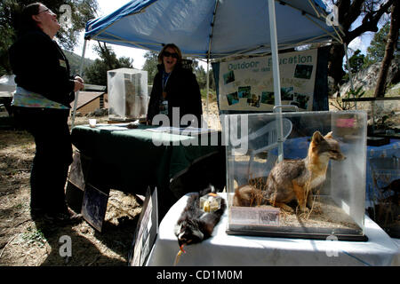 Ottobre 11, 2008 Descanso, CA LORI NIXON di Palomar Scuola Outdoor, sinistra, ride con Katie Miller di Cuyamaca Scuola all'aperto, a destra accanto a una conservata gray fox, in prestito dal San Diego il Museo di Storia Naturale che è stato sul display durante il settantacinquesimo anniversario della Cuyamaca Rancho e P Foto Stock