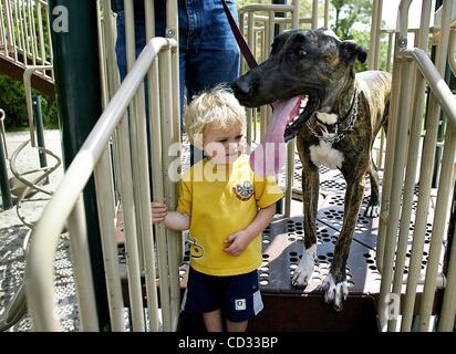 Apr 07, 2008 - Palm City, Florida, Stati Uniti d'America - Mark Lewis, 2, del New Jersey, guarda la linguetta enorme del suo nuovo amico, Alano cucciolo Samantha, dieci mesi, a Jock Leighton Park lunedì. Lewis, che visita i suoi nonni nel sud della Florida, ha trovato la grande e dolce affascinante animale. Samantha Foto Stock