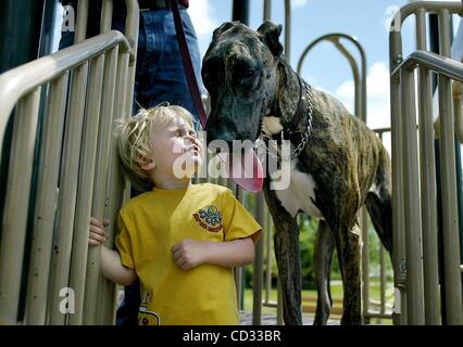 Apr 07, 2008 - Palm City, Florida, Stati Uniti d'America - Mark Lewis, 2, del New Jersey, reagisce a un enorme bacio dal gigantesco timone del suo nuovo amico, Alano cucciolo Samantha, dieci mesi, a Jock Leighton Park lunedì. Lewis, che visita i suoi nonni nel sud della Florida, ha trovato la grande e dolce anima Foto Stock