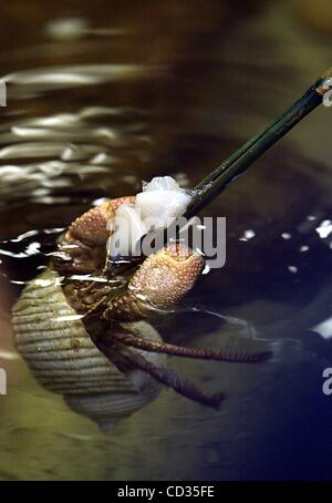 Apr 10, 2008 - Jensen Beach, Florida, Stati Uniti d'America - J.D. Parker Scuola Elementare di terzo grado studente Keyshawn Coleman, 9, alimenta un pezzo di squid per un granchio a studi ambientali Centro giovedì. Il centro è situato lungo il fiume indiano e fa parte della contea di Martin distretto scolastico. (Credito Im Foto Stock