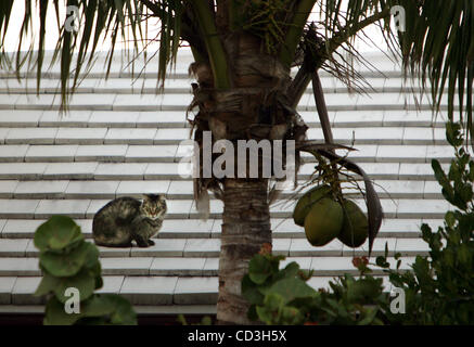 050108 ha incontrato i gatti--0052452un-- foto personale da Allen Eyestone/Palm Beach post...Palm Beach, FL...un Feral cat appeso fuori sul tetto di una casa sul sentiero principale in Palm Beach. Questo ritzy città ha un valore stimato di 1.000 senzatetto gatti selvatici e circa 50 di loro si nascondono tra gli alberi e arbusti su Hammon Str Foto Stock