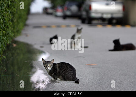 050108 ha incontrato i gatti--0052452un-- foto personale da Allen Eyestone/Palm Beach post...Palm Beach, FL...gatti selvatici appendere fuori sul sentiero principale in Palm Beach. Questo ritzy città ha un valore stimato di 1.000 senzatetto gatti selvatici e circa 50 di loro si nascondono tra gli alberi e arbusti su Hammon Street, intorno al blocco da p Foto Stock