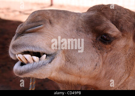 Settembre 17, 2008 - Alice Springs, Territorio del Nord, l'Australia - un cammello fattoria alla periferia di Alice Springs ospita quotidianamente le corse di cammelli. (Credito Immagine: © Marianna giorno Massey/ZUMA Press) Foto Stock