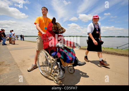 15 maggio 2008 - Memphis, Tennessee, Stati Uniti d'America - JESSE BELEW, della Red Dawg Porkers, prende 'Nonna' fuori per un po' di aria lungo il fiume Mississippi alla XXXI annuale di Memphis nel maggio del campionato del mondo di barbecue per la cottura Contest, colloquialmente noto come 'il Superbowl di animali della specie suina." Oltre 250 barbeque squadre da 20 s Foto Stock