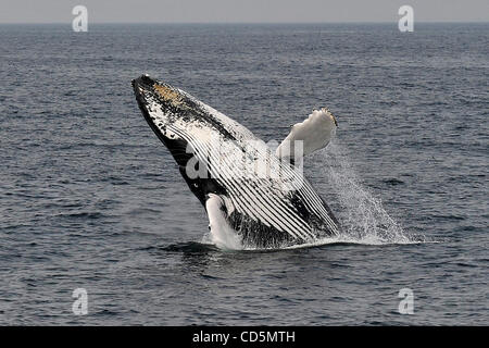 Un Humpback Whale violazioni fuori delle acque al largo della costa a Provincetown Cape Cod, Massachusetts. Foto Stock