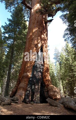 24 nov 2008 - Yosemite National Park, CA, Stati Uniti - Un ragazzo cammina verso il Grizzly Giant albero di Sequoia in Mariposa Grove all'interno del Parco Nazionale di Yosemite in California Novembre 24, 2008. La struttura ad albero è di 3.000 anni ed è uno dei più grandi esseri viventi sulla terra. La struttura ad albero è 100 piedi intorno a t Foto Stock