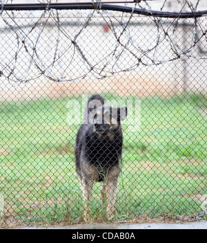 La Bielorussia carcere #8 per la vita di reclusione in città Zhodino. Criminale che sono stati condannati a vita in carcere sono trattenuti in carcere #8. Nella foto: un cane a guardia del territorio. Foto Stock