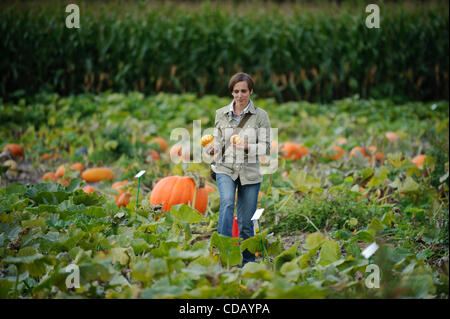 Sett. 18, 2010 - Antoing, Belgio - la donna sta lavorando nella raccolta di zucche in Antoing, Belgio su 2010-09-18 da Wiktor Dabkowski (credito Immagine: © Wiktor Dabkowski/ZUMApress.com) Foto Stock