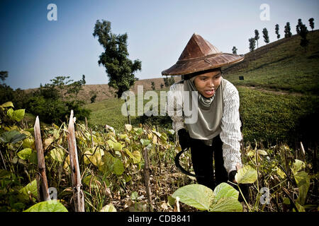 Nov. 14, 2010 - Mae Sot, Tak, Thailandia - immigrati birmani lavorano nella periferia della città dove migliaia di lavoratori migranti vivono e lavorano nei campi. (Credito Immagine: © Narciso Contreras/zReportage.com/ZUMA) Foto Stock