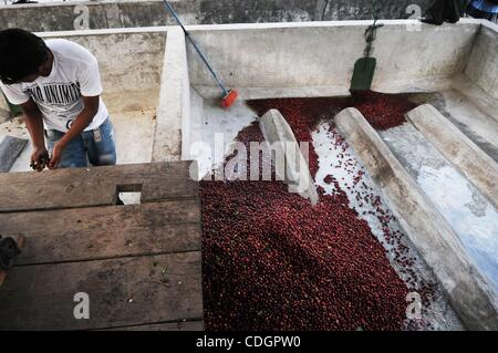 Jan 19, 2011 - San Lucas Tolimon, Guatemala - Freschi chicchi di caffè lay out al San Lucas missioni caffè zona di lavorazione. La missione aiuta le aziende di caffè nella zona e la propria azienda di ottenere prezzi equi per il caffè prodotto nelle valli di montagna intorno al Lago de Atitlan. (Credito Immagine: © Josh B Foto Stock