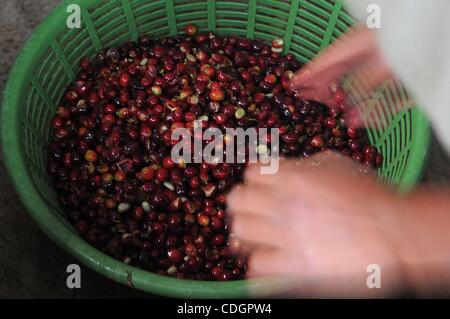 Jan 19, 2011 - San Lucas Tolimon, Guatemala - Lavoratore pulisce i chicchi di caffè al San Lucas missioni caffè zona di lavorazione. La missione aiuta le aziende di caffè nella zona e la propria azienda di ottenere prezzi equi per il caffè prodotto nelle valli di montagna intorno al Lago de Atitlan. (Credito Immagine: © Josh B Foto Stock