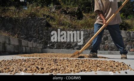 Jan 19, 2011 - San Lucas Tolimon, Guatemala - Lavoratore definisce i chicchi di caffè per asciugare al San Lucas missioni caffè zona di lavorazione. La missione aiuta le aziende di caffè nella zona e la propria azienda di ottenere prezzi equi per il caffè prodotto nelle valli di montagna intorno al Lago de Atitlan. (Credito immagine: Foto Stock