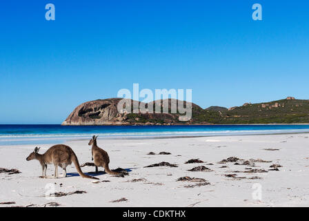 Mar 26, 2011 - Esperance, Australia occidentale, Australia - due canguri grigio sedersi sulla spiaggia a Lucky Bay a Cape Le Grand National Park al di fuori di Esperance. Le spiagge dell'Australia occidentale costa meridionale sono considerati avere alcune di sabbia bianchissima in tutta l'Australia e la loro relativa sec Foto Stock