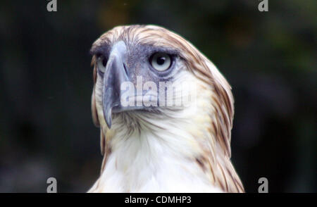 Apr 09, 2011 - Davao, Filippine - Scout Binay, a sette anni ed in via di estinzione Philippine Eagle (aka Philippine scimmia-eating eagle) chiamato dopo Philippine Vice Presidente Jejomar Binay, nella conservazione delle foreste del Philippine Eagle Foundation nel sud della città di Davao. La fondazione allevamento Foto Stock