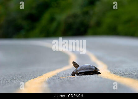 Luglio 16, 2011 - Oakland, Oregon, Stati Uniti - un western pond turtle attraversa lentamente una strada di campagna nei pressi di Oakland. In estate femmina stagno occidentale tartarughe lasciare acqua in cerca di uova adatte superfici di posa. (Credito Immagine: © Robin Loznak/ZUMAPRESS.com) Foto Stock