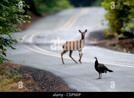 Luglio 16, 2011 - Oakland, Oregon, Stati Uniti - un tacchino selvatico e un Blacktail deer condividono un paese rurale strada vicino a Oakland. (Credito Immagine: © Robin Loznak/ZUMAPRESS.com) Foto Stock