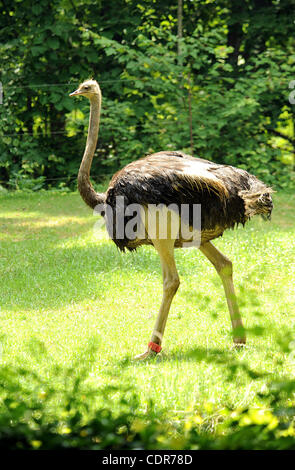 29 maggio 2011 - Asheboro, North Carolina, Stati Uniti d'America - Uno struzzo mentre sul display in North Carolina Zoo si trova in Asheboro. Copyright 2011 Jason Moore. (Credito Immagine: © Jason Moore/ZUMAPRESS.com) Foto Stock