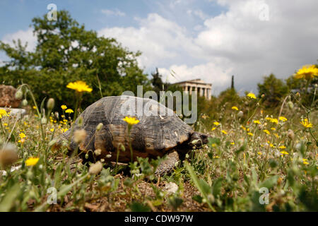 18 maggio 2011 - Athens, Grecia - Turtle godendo il sole nel giardino di Antica Agora con il tempio di Hephaistos in background su una bella giornata di primavera. Su e intorno al prossimo 18 Maggio, musei nel mondo celebrano la Giornata Internazionale dei Musei. Più di 30.000 musei in circa 100 paesi detengono spec Foto Stock