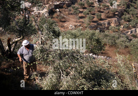 Un palestinese uomo cammina tra la rottura albero di olivo filiali in Cisgiordania villaggio di Hawara, nei pressi di Nablus,Giovedì, Settembre 8, 2011. Tre dozzine di alberi sono stati sradicati nel villaggio di parte di una stringa di attacchi che includeva la combustione di due vetture ed ebraico graffiti della spruzzatura di una moschea. Set ebraica Foto Stock