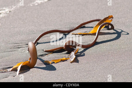 Il 30 agosto 2011 - San Simeone, California, Stati Uniti d'America - 31 agosto 2011. San Simeone, ca. Stati Uniti d'America. Un pezzo di Bull Kelp poggia sulla spiaggia al di sotto del molo San Simeon Bay è stata parte attiva del porto marittimo di poiché l'ottocento e negli anni trenta ricevuto spedizioni provenienti da tutto il mondo come William Randolph Hearst Foto Stock