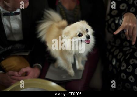 Sett. 16, 2011 - Londra, Inghilterra, Regno Unito - Butters il cane assiste la Maria Grachvogel mostrano al Savoy. (Credito Immagine: © Mark Makela/ZUMAPRESS.com) Foto Stock