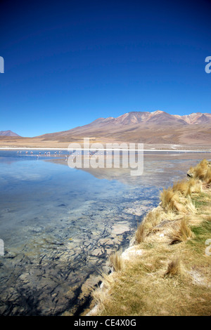 Fenicotteri andina sulla quota alta laguna vicino la Bolivia il Salar de Uyuni, il più grande del mondo di saline. Foto Stock