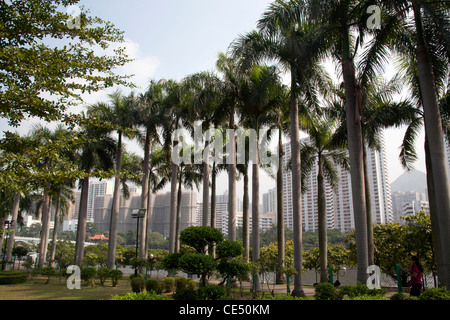 La linea di alberi sul bordo di ShaTin Park con il Fiume Shing Mun in background, ShaTin Nuovi Territori di Hong Kong Cina Foto Stock