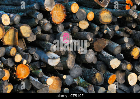 Pila di legname Foto Stock
