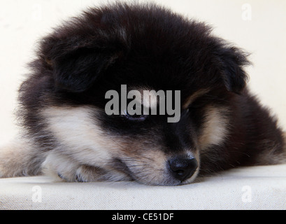 Un Lapphund finlandese cucciolo Foto Stock