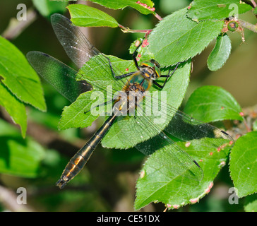 Roverella Libellula Smeraldo - Cordulia aenea maschio Foto Stock