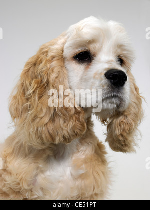 Un Americano Cocker Spaniel cercando triste Foto Stock