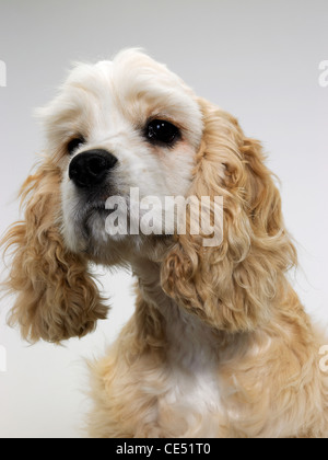 Un Americano Cocker Spaniel cercando triste Foto Stock