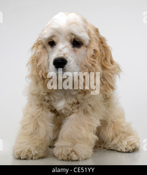 Un Americano Cocker Spaniel cercando triste Foto Stock