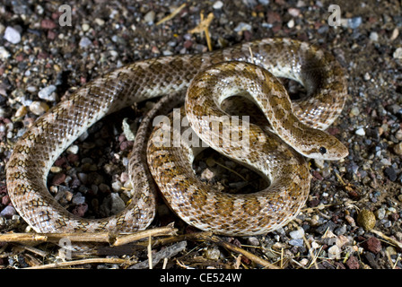 Deserto Dipinto lucida, Snake (Arizona elegans philipi), Bernalillio county, Nuovo Messico, Stati Uniti d'America. Foto Stock