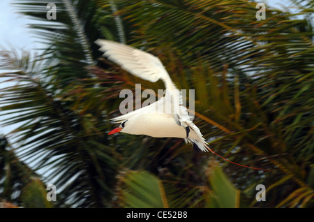 Red-tailed Tropicbird, Phaethon rubricauda, arrivando a terra in corrispondenza di un sito di nidificazione, Aitutaki, Isole Cook. Foto Stock