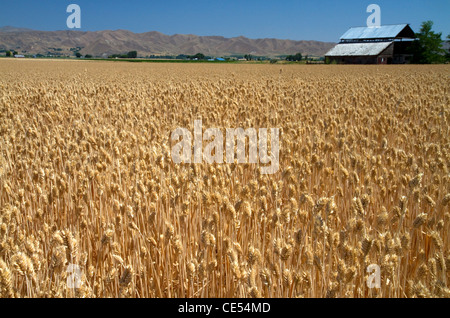 Campo di grano vicino a Emmett, Idaho, Stati Uniti d'America. Foto Stock