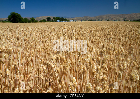 Campo di grano vicino a Emmett, Idaho, Stati Uniti d'America. Foto Stock