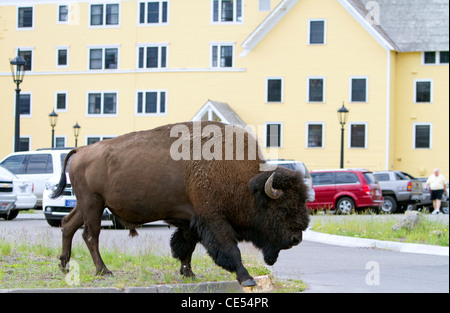 Bisonti americani in roaming presso il lago di villaggio nel Parco Nazionale di Yellowstone, Wyoming negli Stati Uniti. Foto Stock